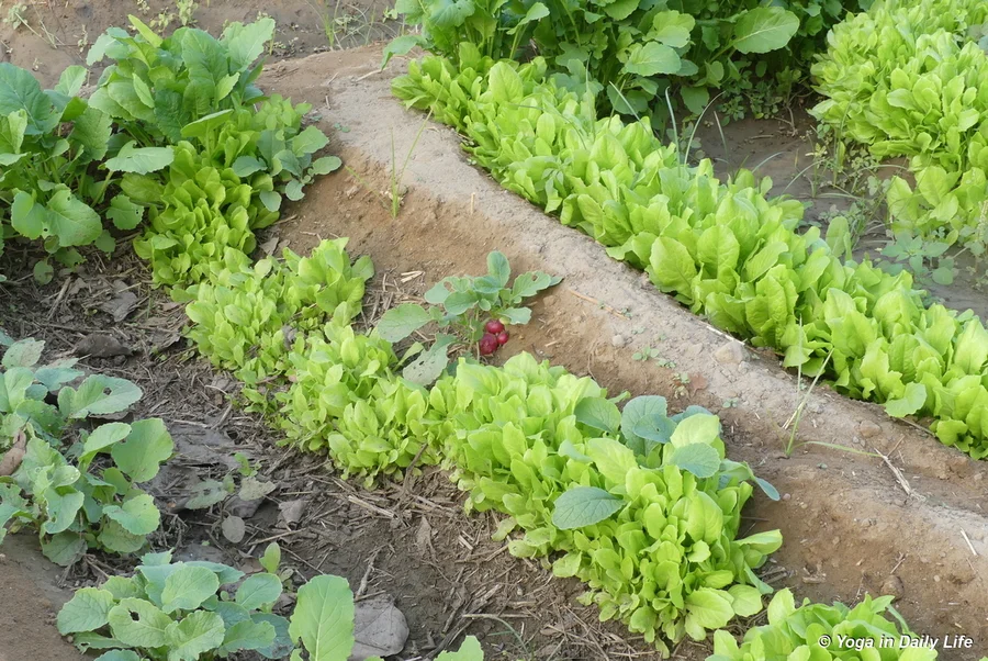 European radishes are always the first to grow of the root vegetables